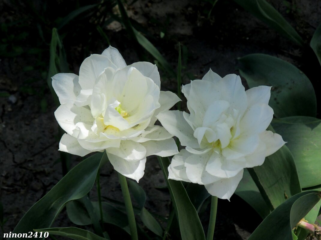 Белые тюльпаны - Нина Бутко