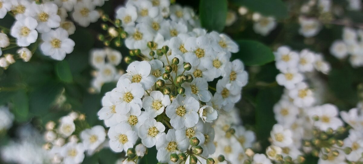 Макросъемка весеннего цветения - Ksenija Mudryaninets