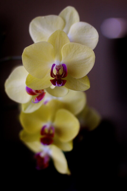 Про орхидеи на окне... - M Marikfoto