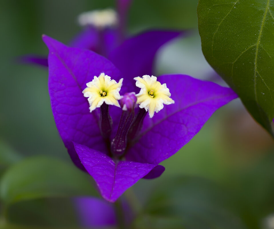 bougainvillea - Zinovi Seniak