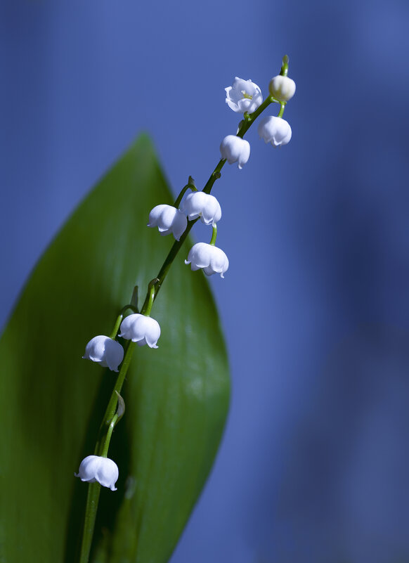 flower of may - Zinovi Seniak