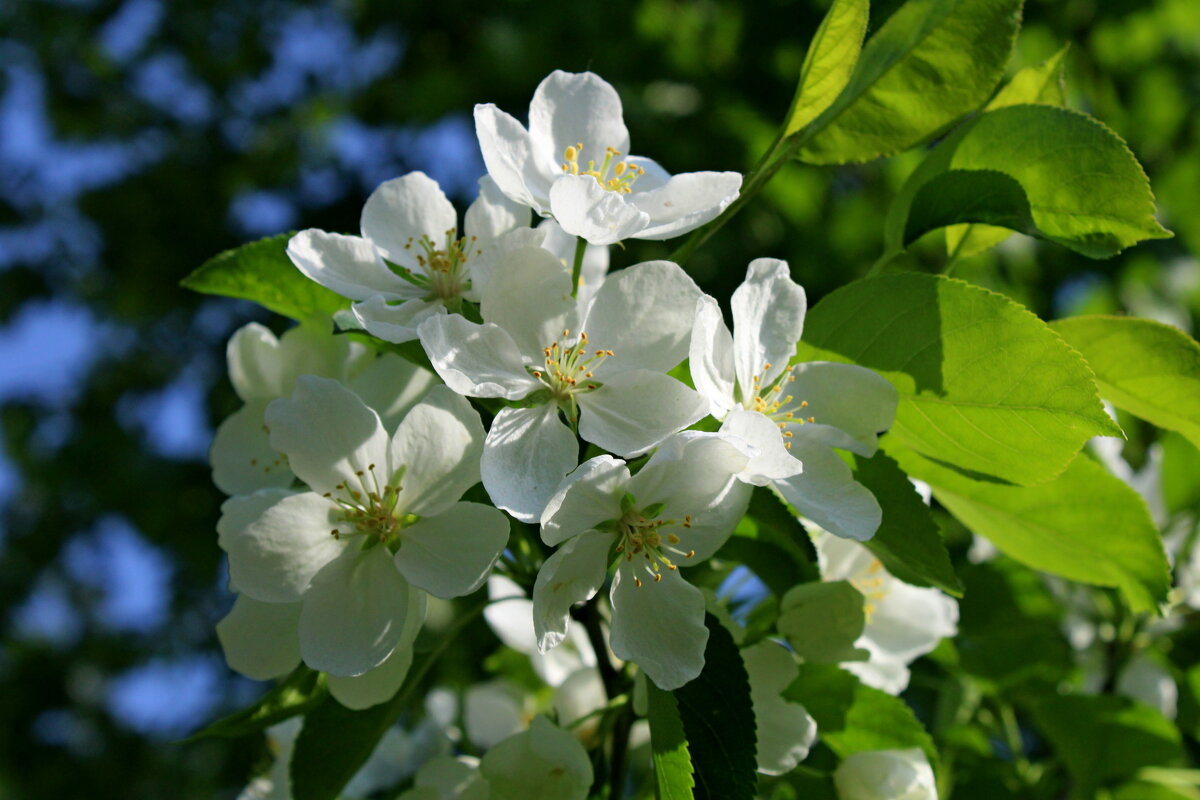 Яблоня цветет - Дмитрий (Горыныч) Симагин