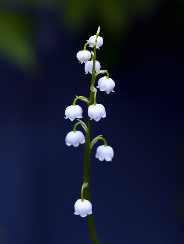 lily of the valley - Zinovi Seniak