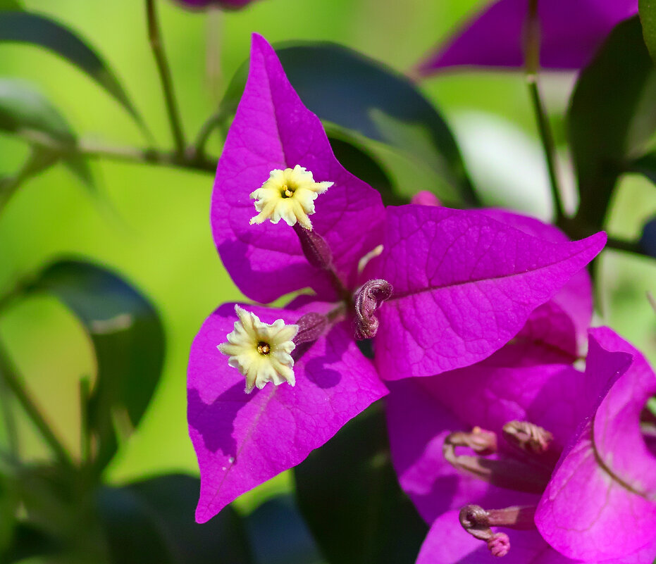 bougainvillea - Zinovi Seniak