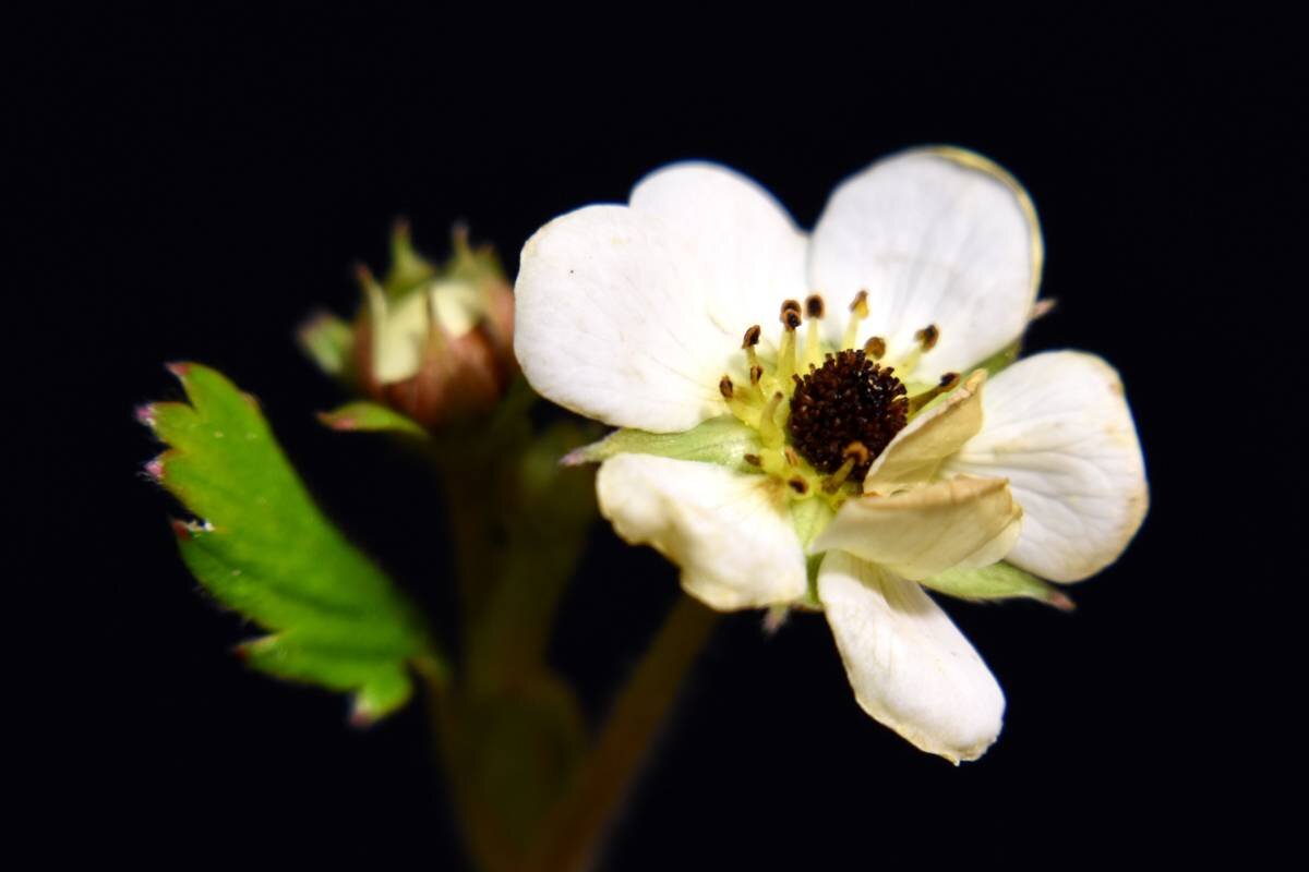 Земляника лесная - Fragaria vesca - Николай Чичерин