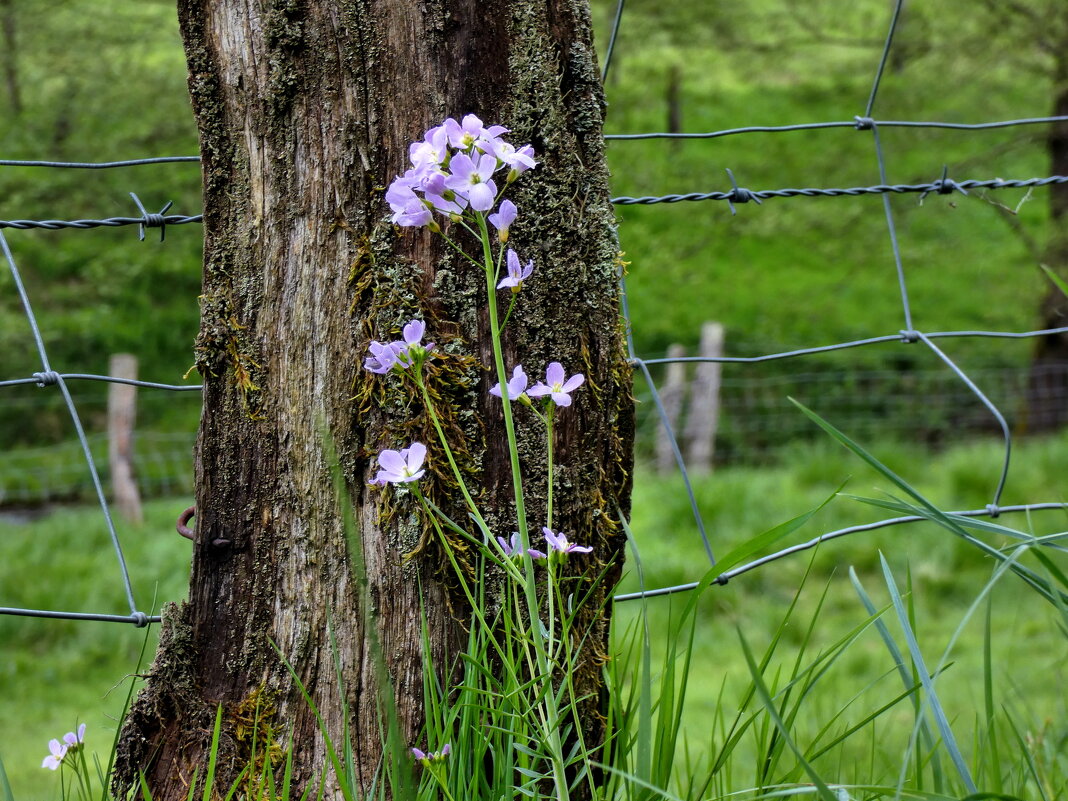 Цветок на заборе - Heinz Thorns