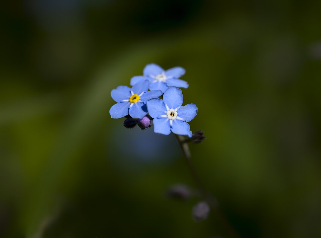 forget-me-nots - Zinovi Seniak