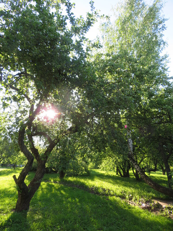 В нашем парке. - Зинаида 