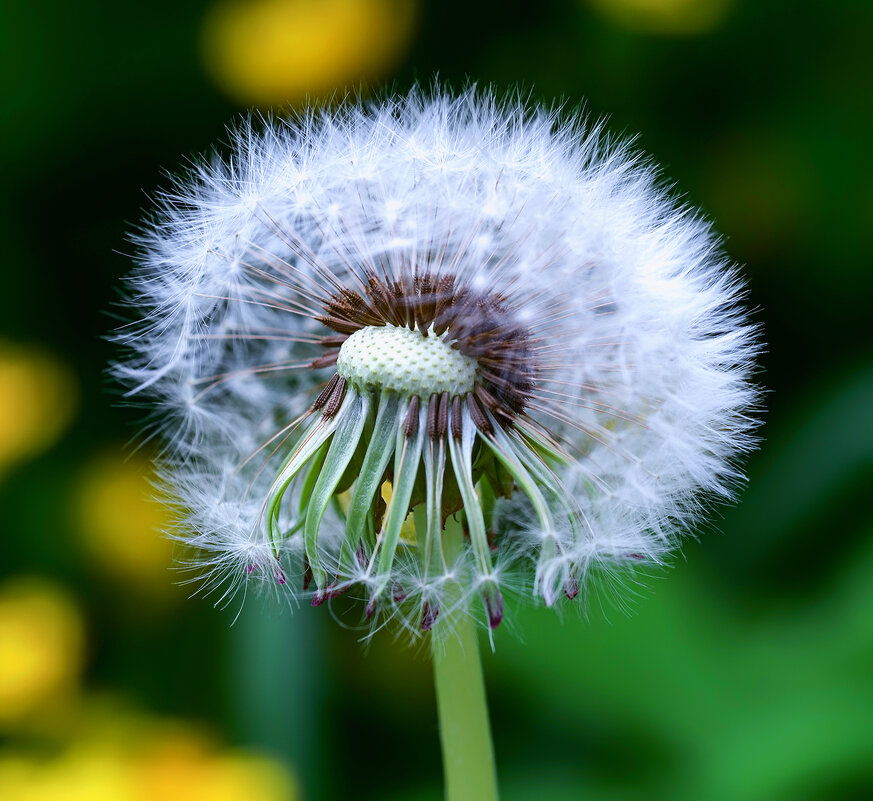 dandelion - Zinovi Seniak