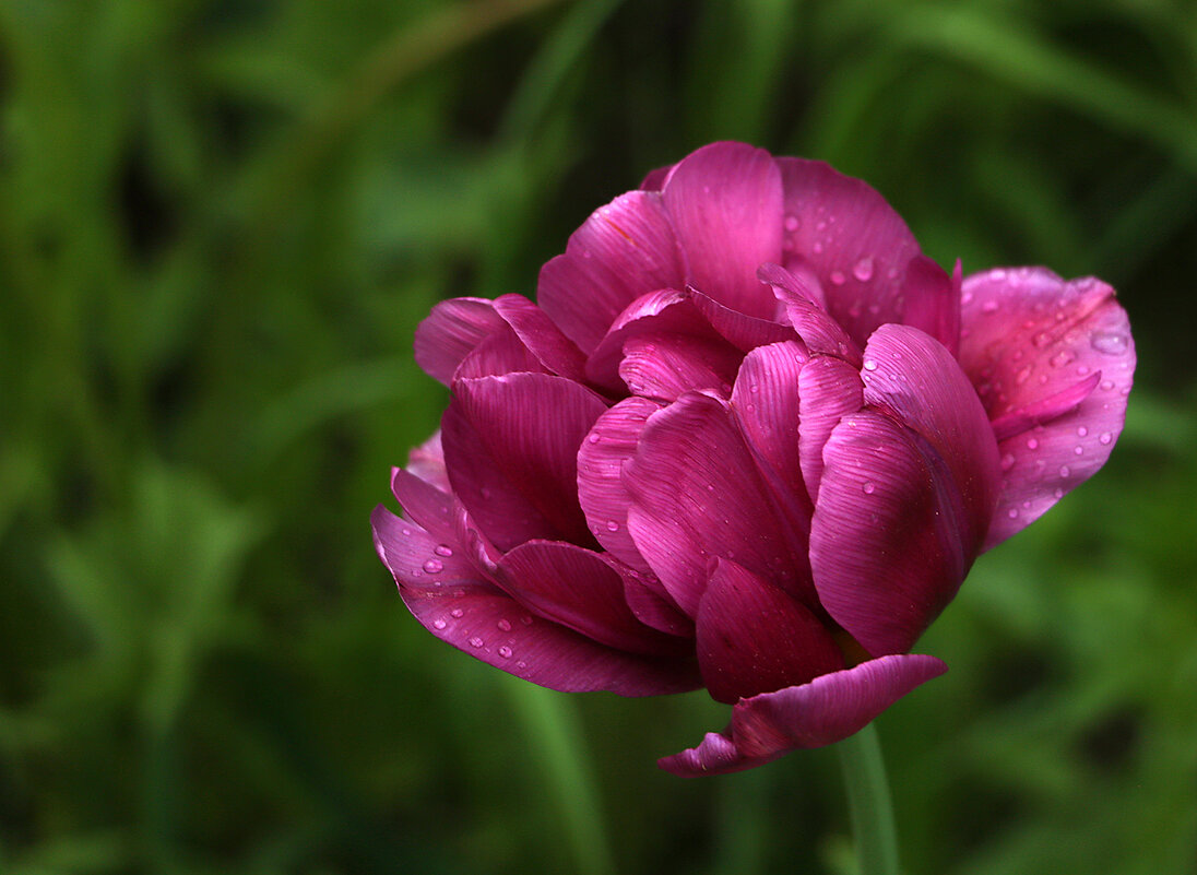 Махровый красавец тюльпан под дождем - Светлана 