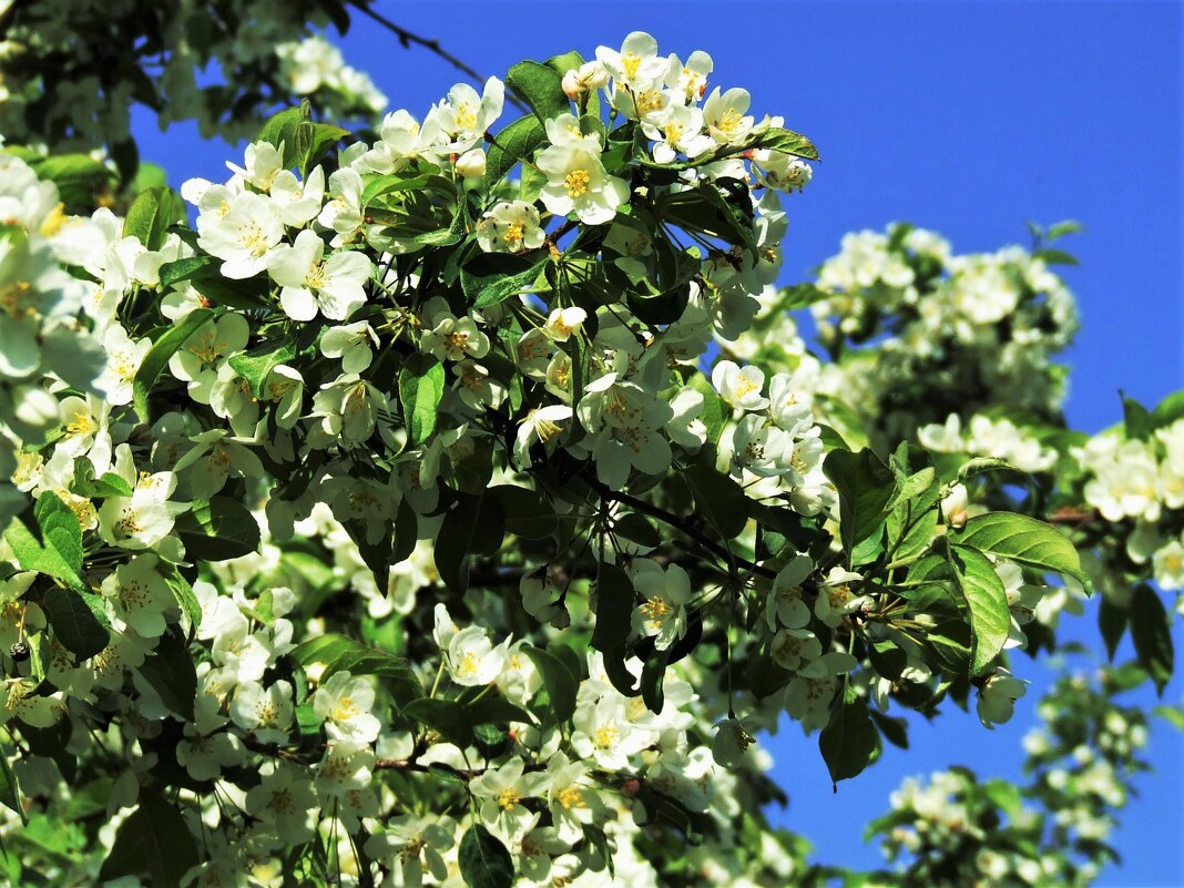 Цветение яблони сливолистной в начале июня 2021 - Aida10 