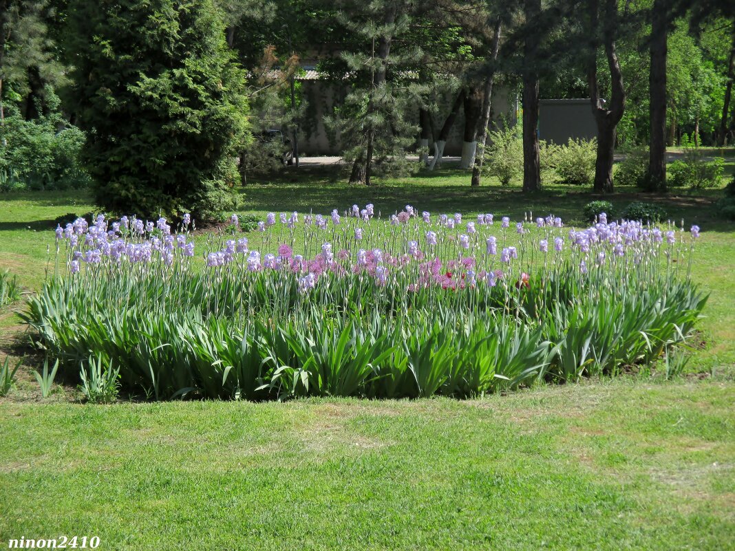 Май в парке Октября - Нина Бутко