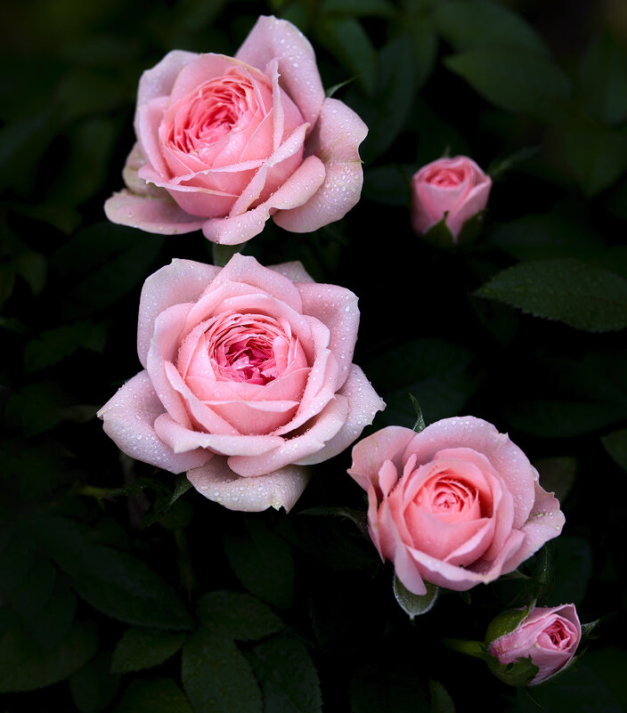 roses - Zinovi Seniak