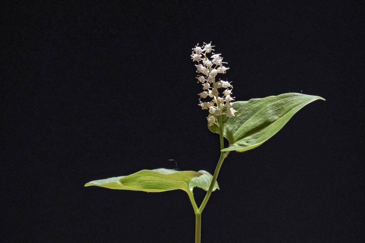 Майник двулистный - Maianthemum bifolium - Николай Чичерин
