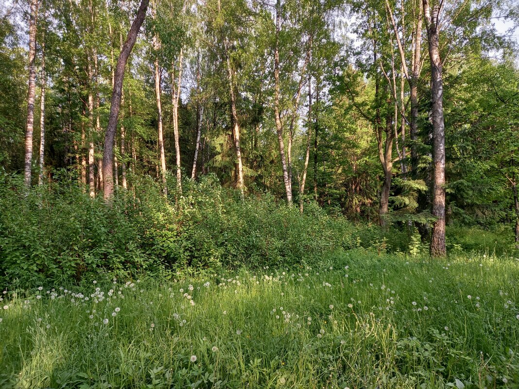 Лето - Сапсан 