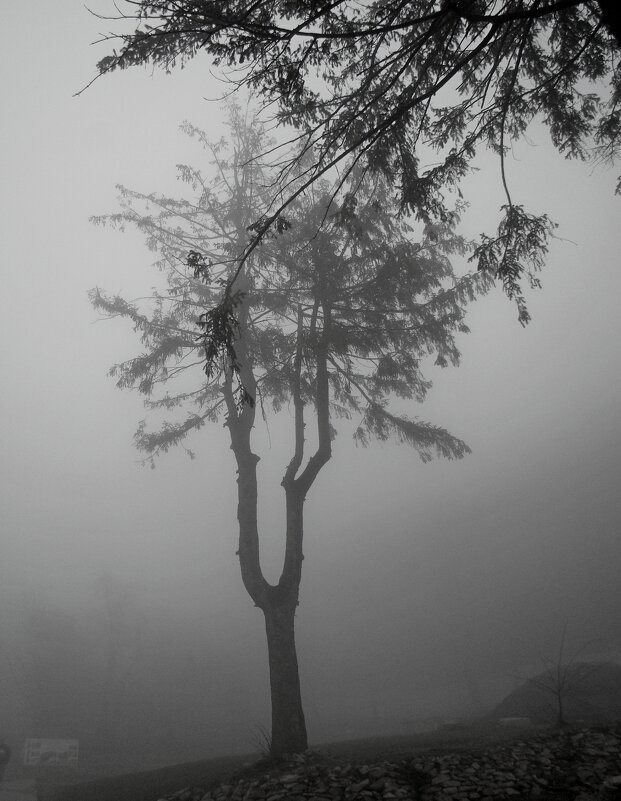 Лесной  туман в горах... - Евгений 