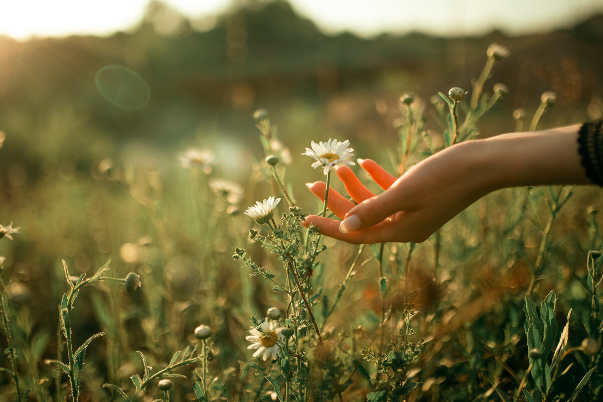 Девушка срывает ромашку на поляне на рассвете - Lenar Abdrakhmanov