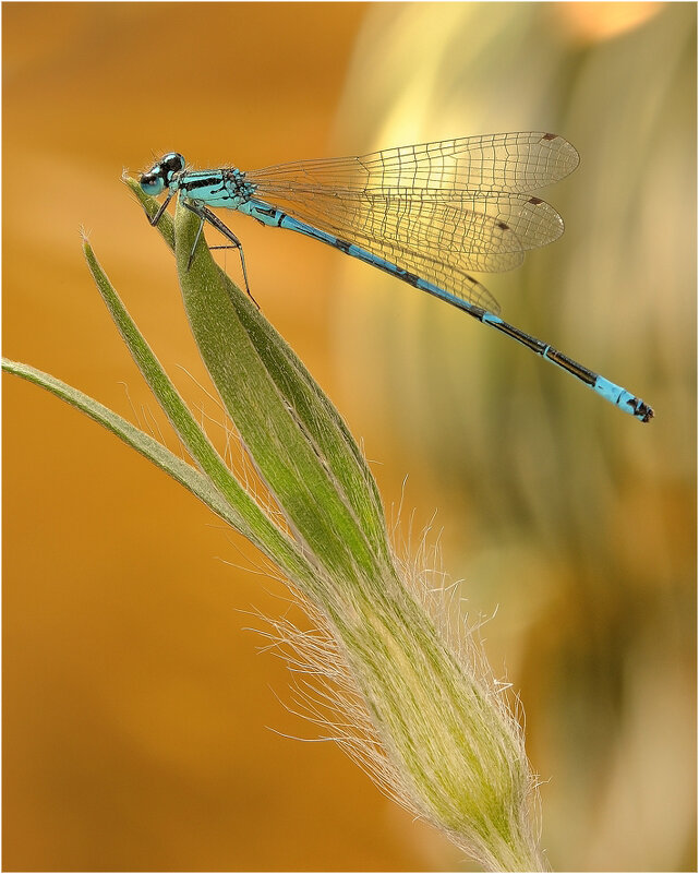 Coenagrion pulchellum - Стрелка красивая - Bo Nik