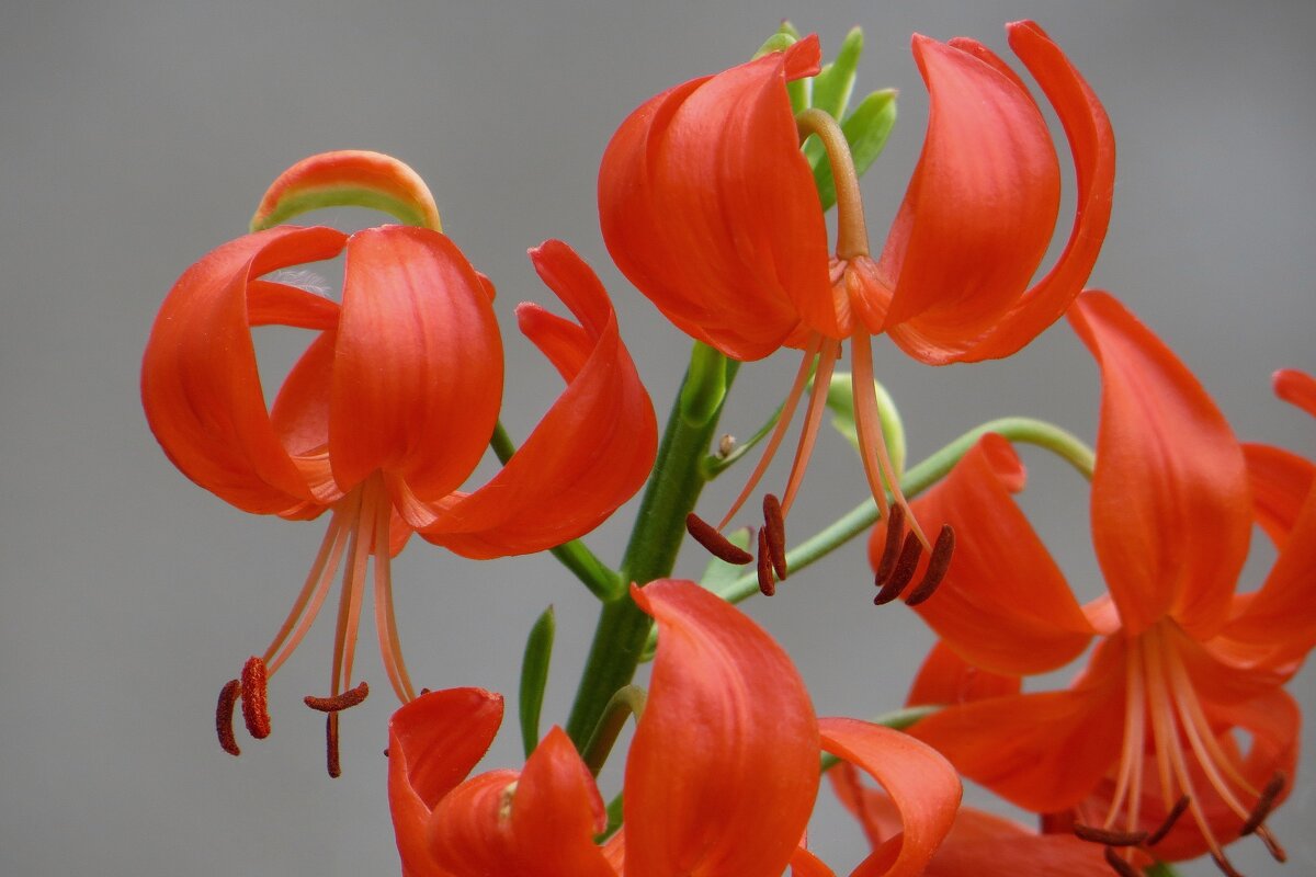 Лилия кудреватая или саранка – многолетнее луковичное растение - Татьяна Смоляниченко