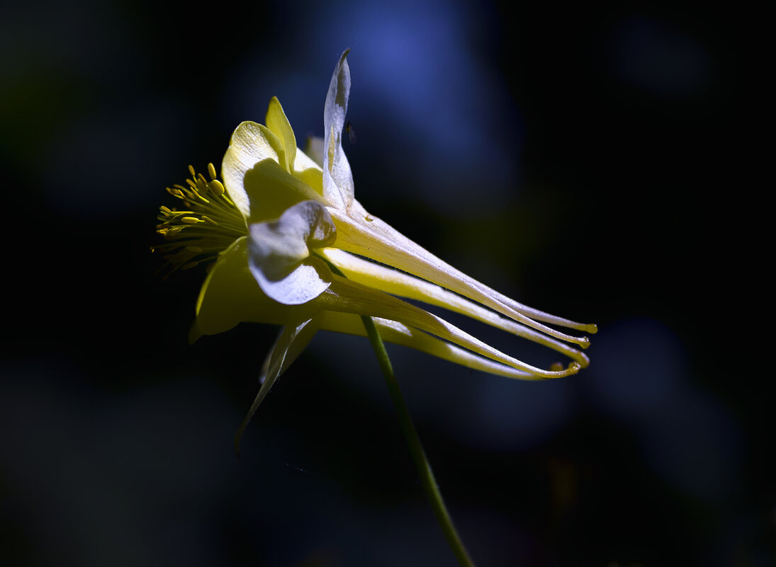 aquilegia - Zinovi Seniak