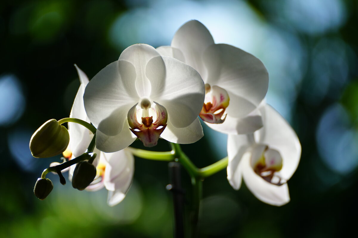 Красавица орхидея - Иван Литвинов