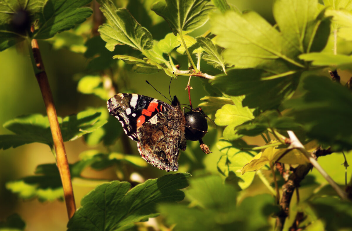 Бабочка в саду - Aнна Зарубина