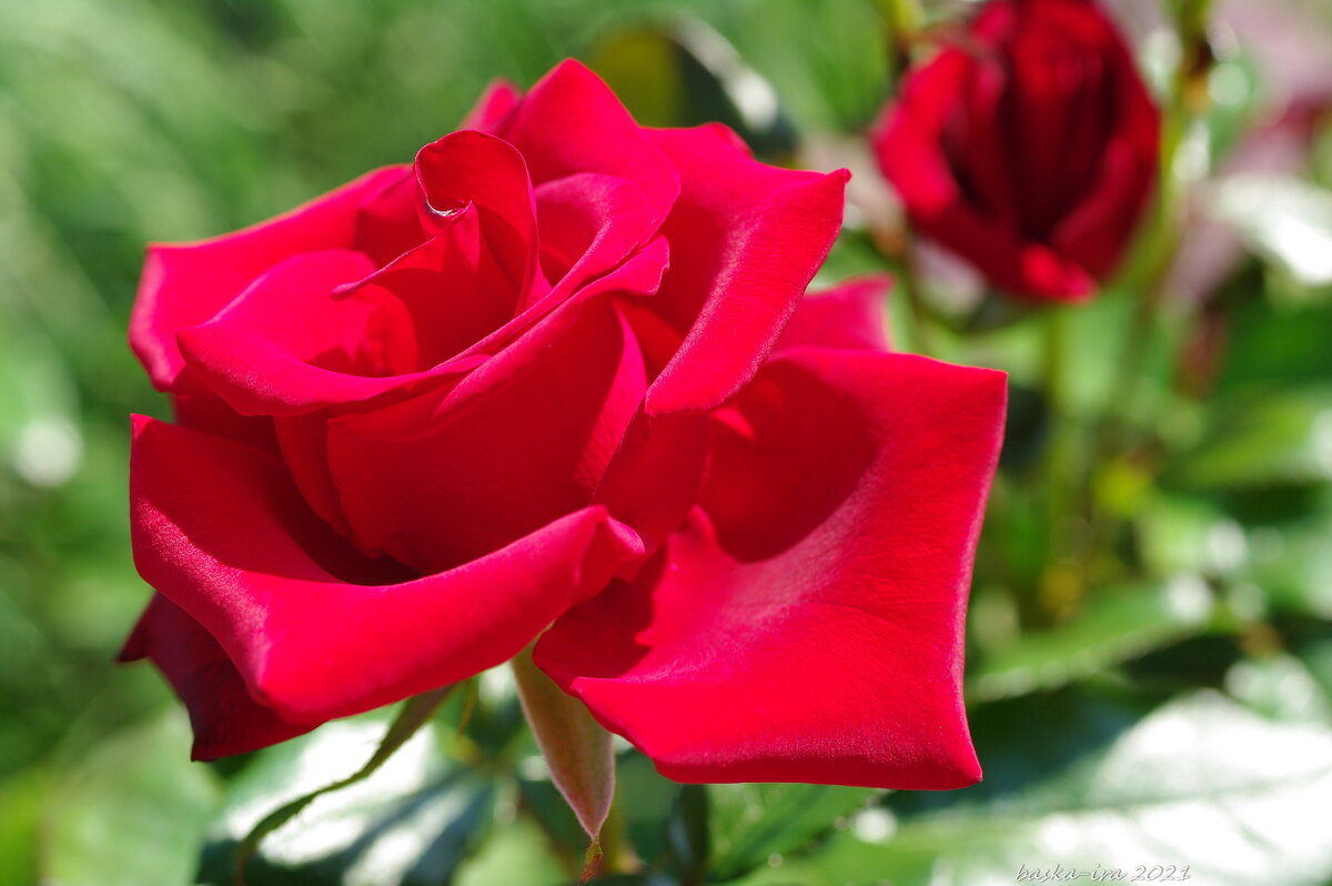 Красная роза-символ любви - Ирина Баскакова