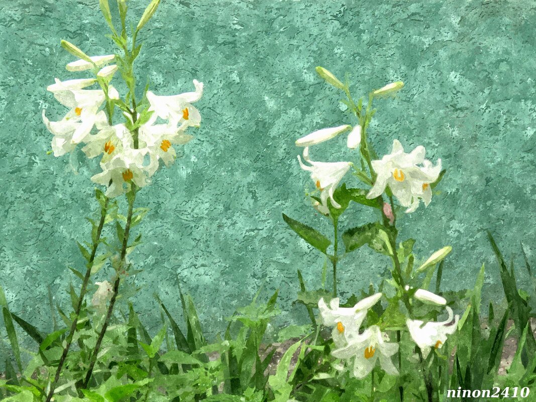 Белые лилии - Нина Бутко