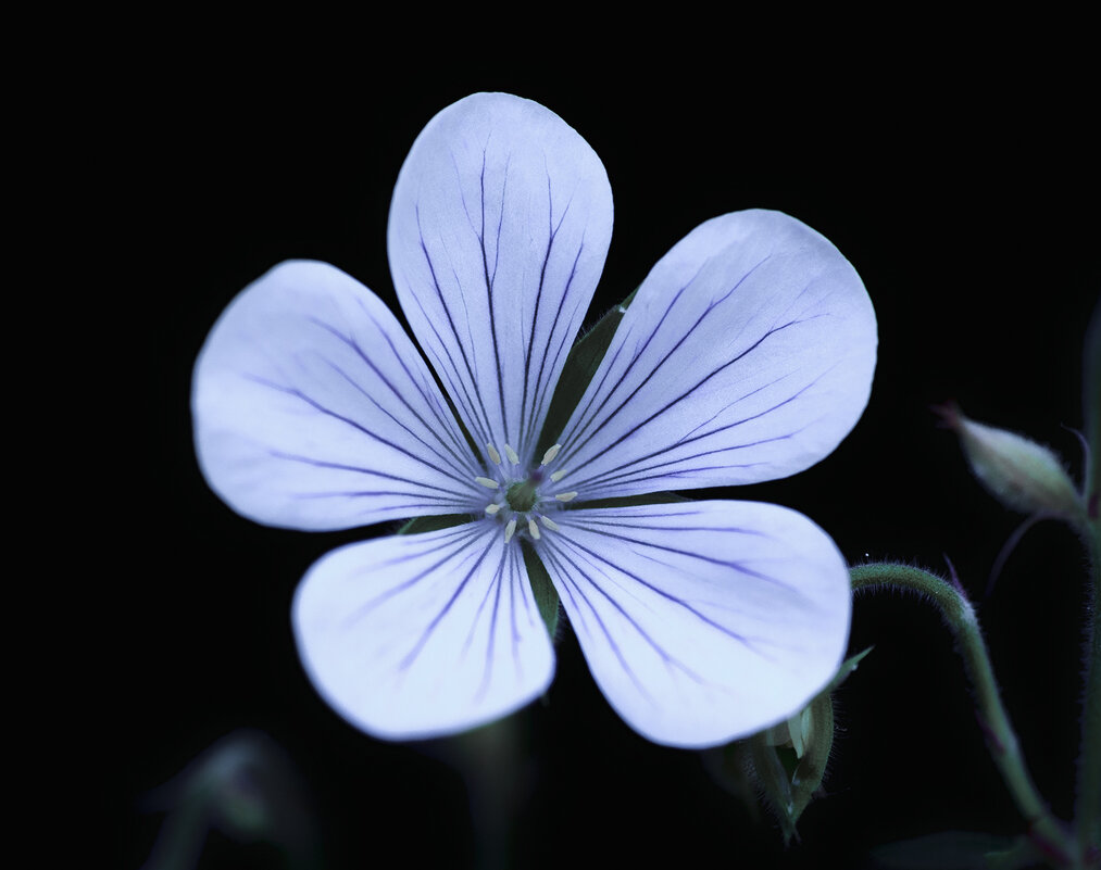 geranium - Zinovi Seniak