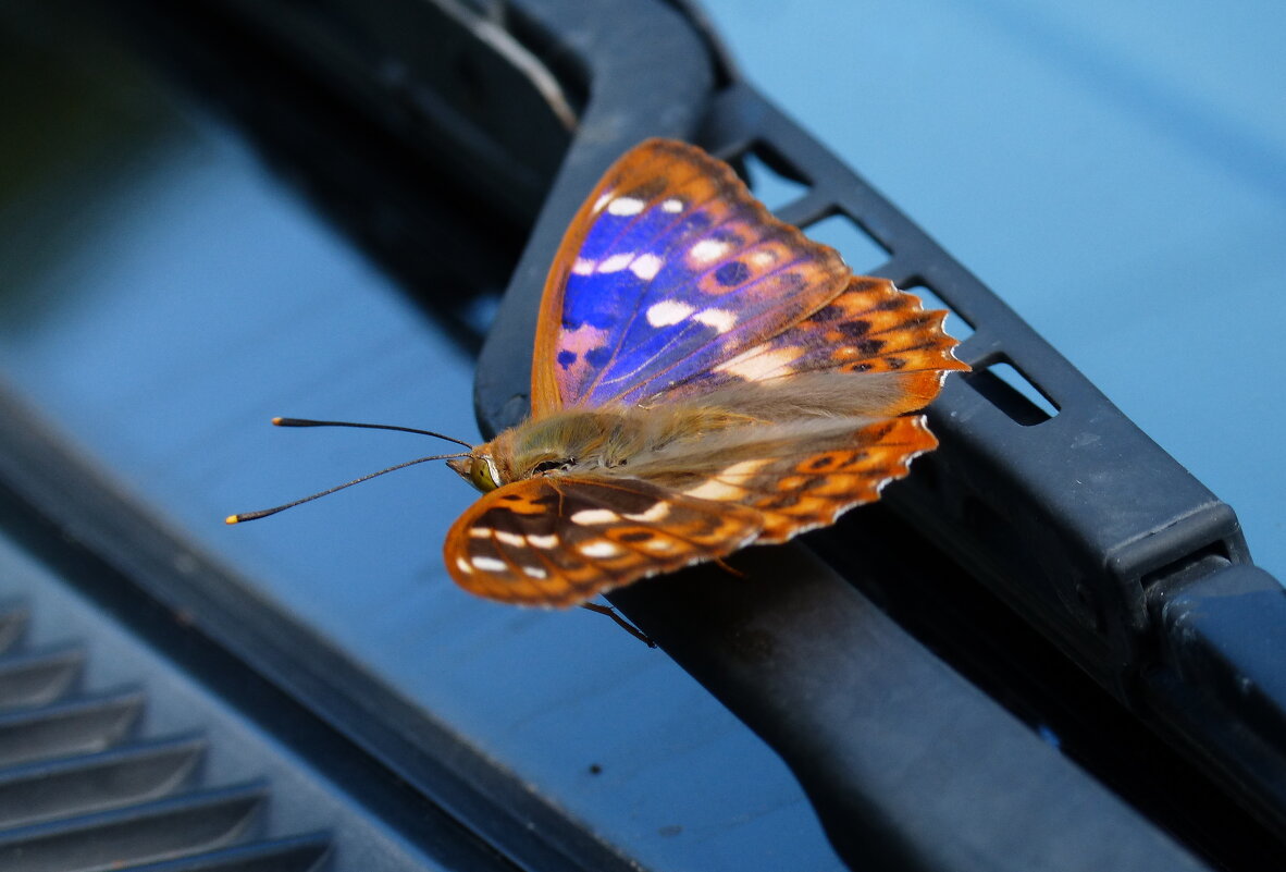 бабочки обживают моё авто...5 - Александр Прокудин