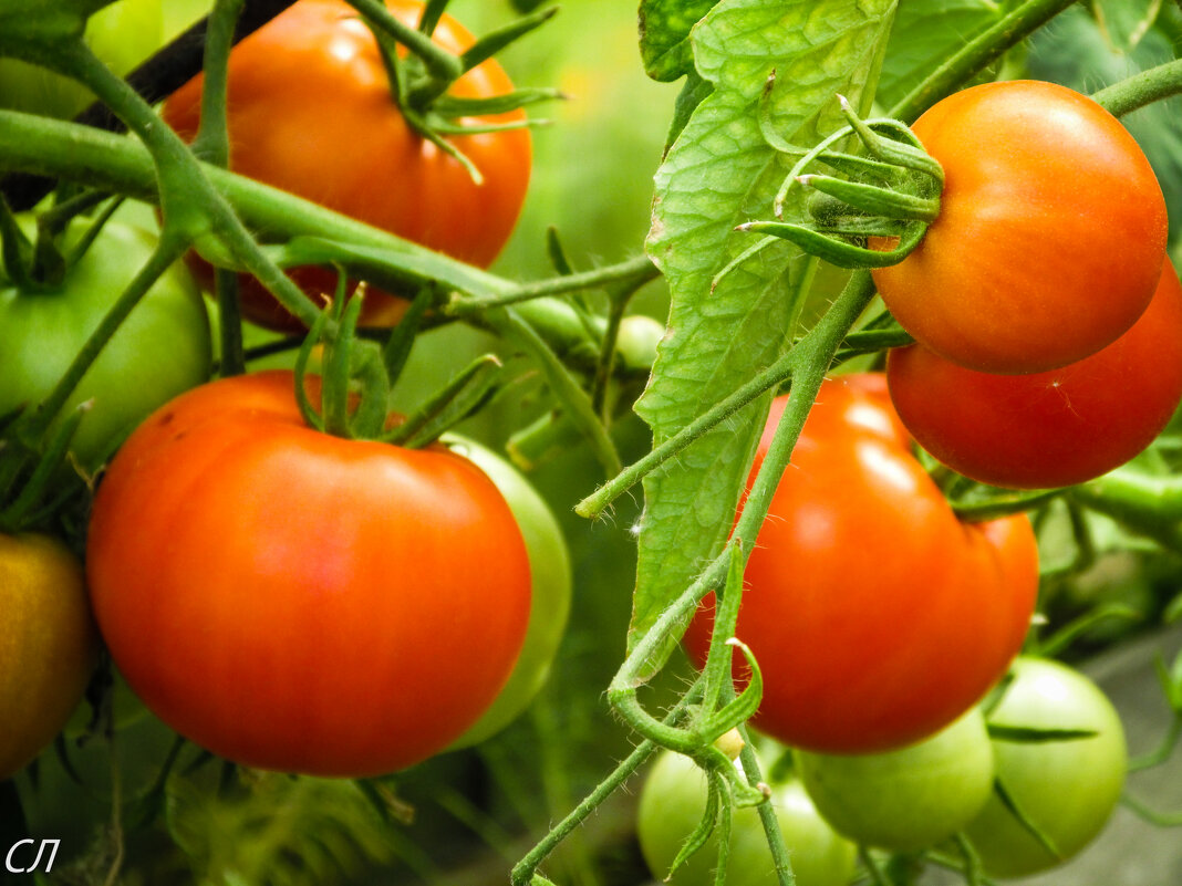 Урожай томатов - Любовь 