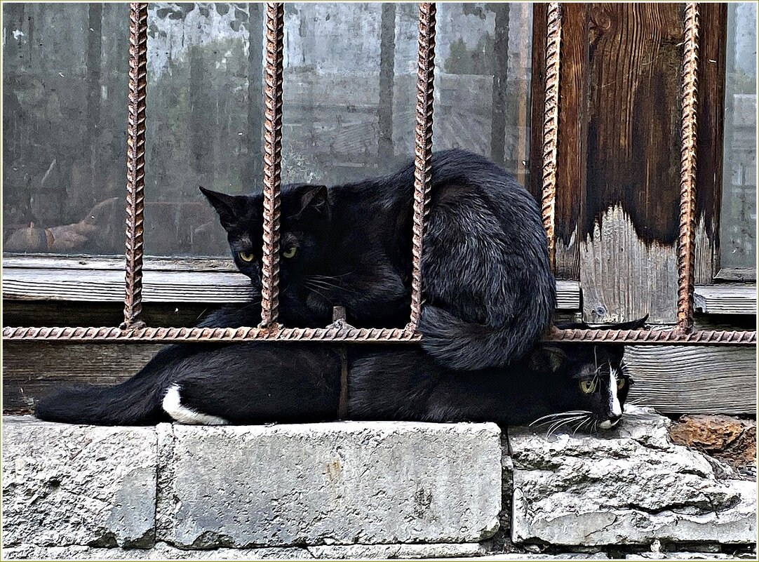 Два чёрных кота. - Валерия Комова