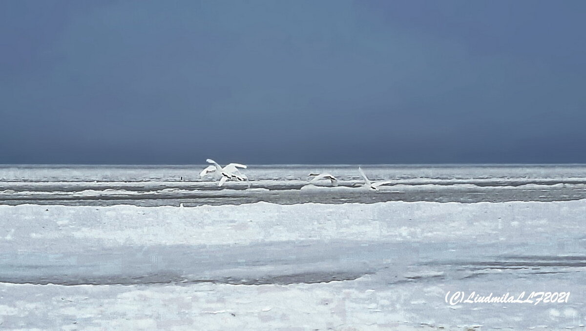 Зимний пейзаж с лебедями. - Liudmila LLF