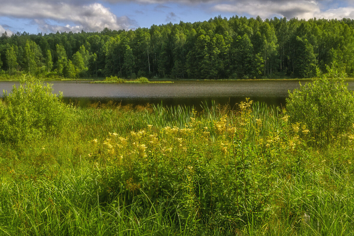 Летом на озере - Сергей Цветков