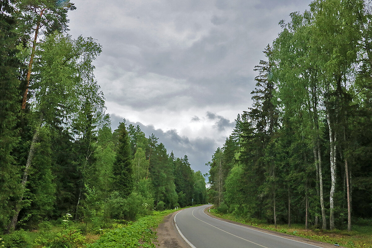 Дорога через лес - Светлана 