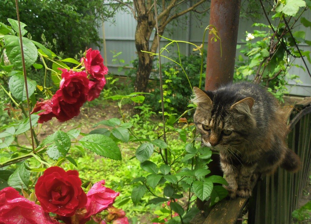 Сосредоточенный котик и розы - Наталья 