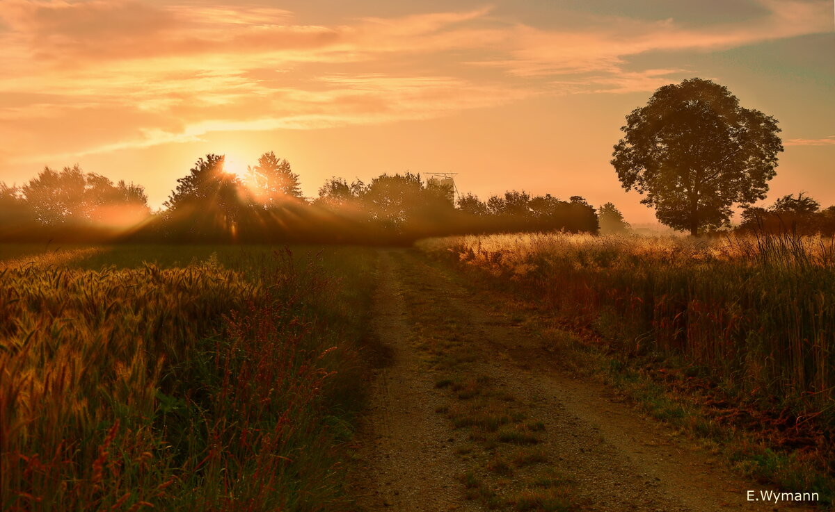 misty morning - Elena Wymann