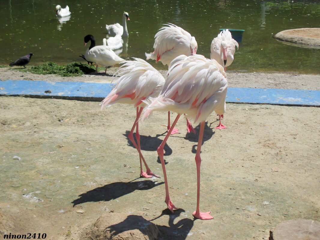 Фламинго - Нина Бутко