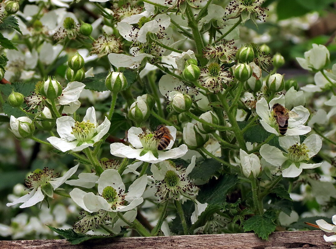 Пчелы и ежевика - Liliya Kharlamova