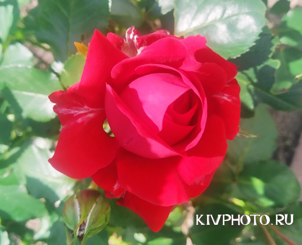 Цветы - KIV PHOTO.RU 