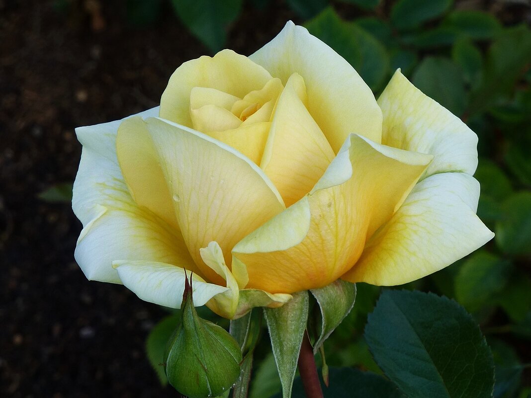 Роза - солнечная радость, сказочный и праздничный цветок. - Лидия Бусурина