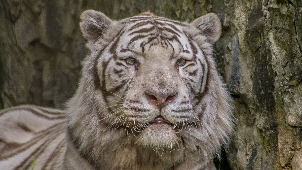 Бенгальский тигр Зао. - аркадий 