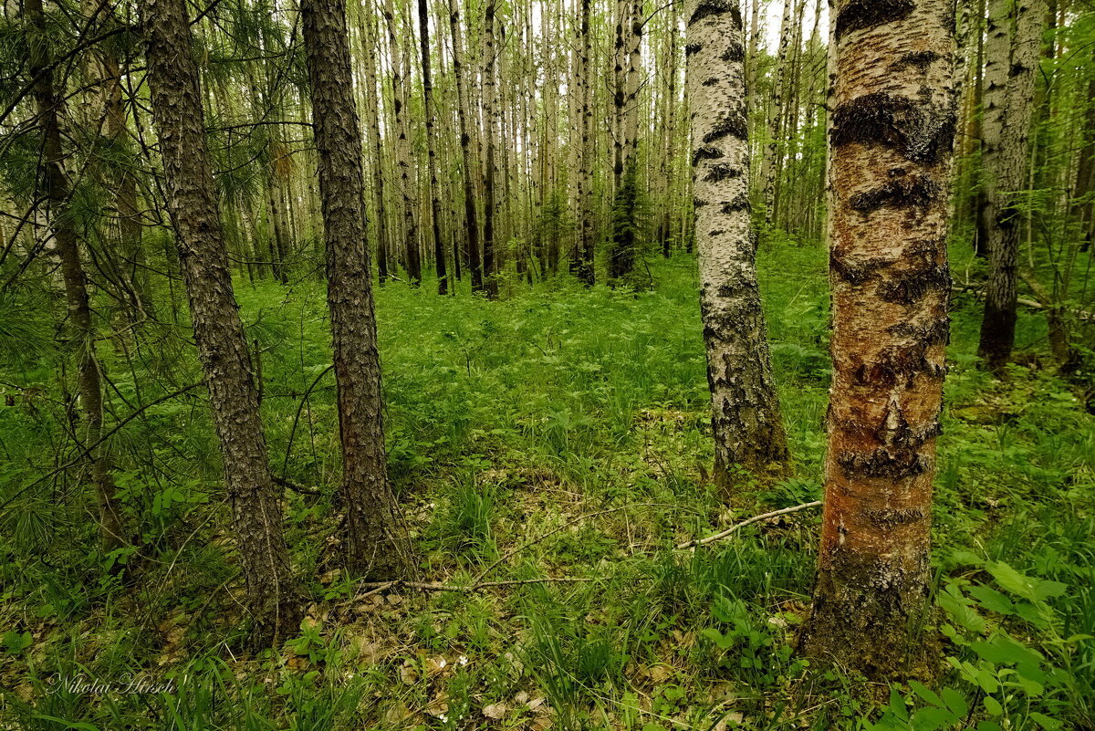 Просто лес # - Николай Гирш