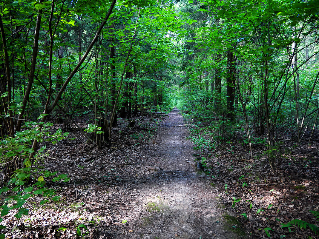 forest path - Zinovi Seniak