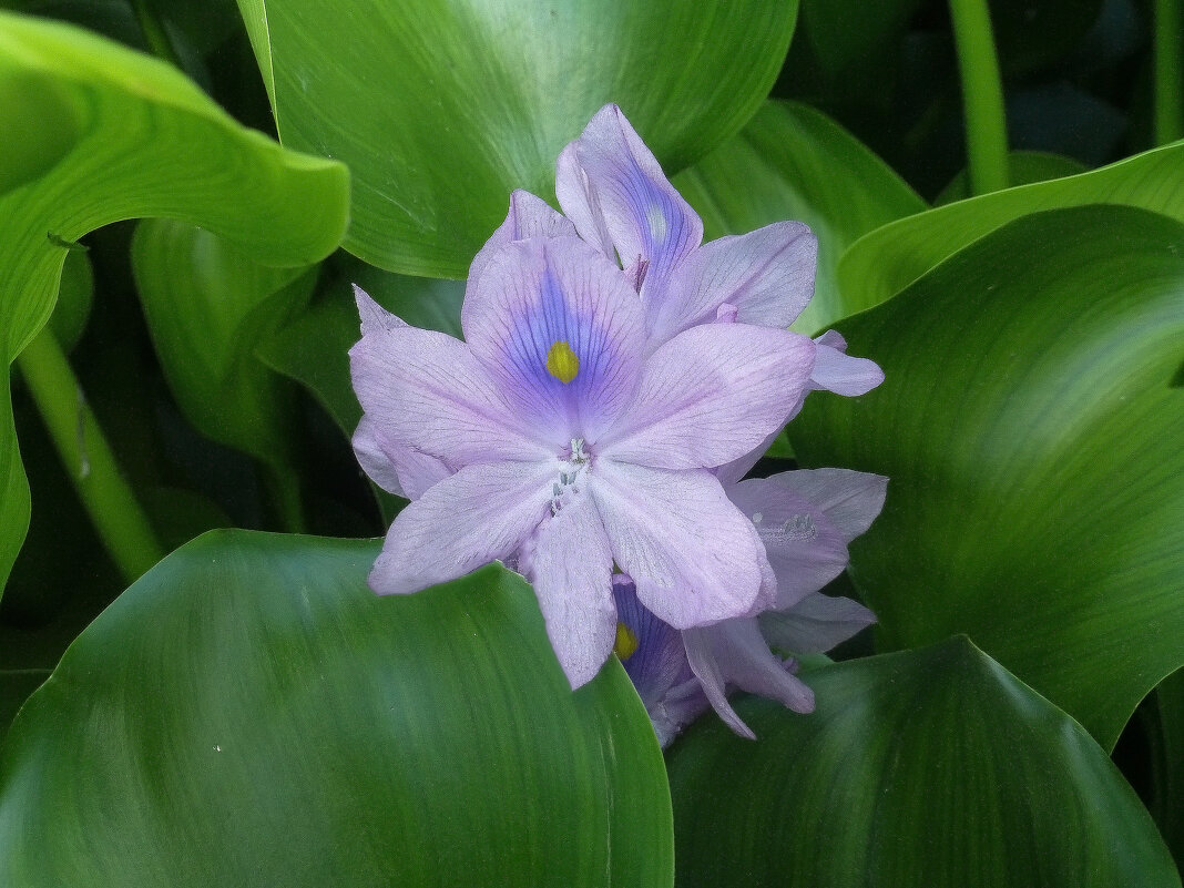 Цветы на берегу озера - Наиля 