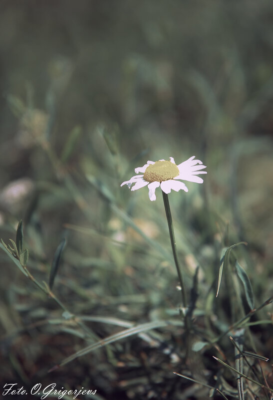 Одинокий цветок - Олег. Г.