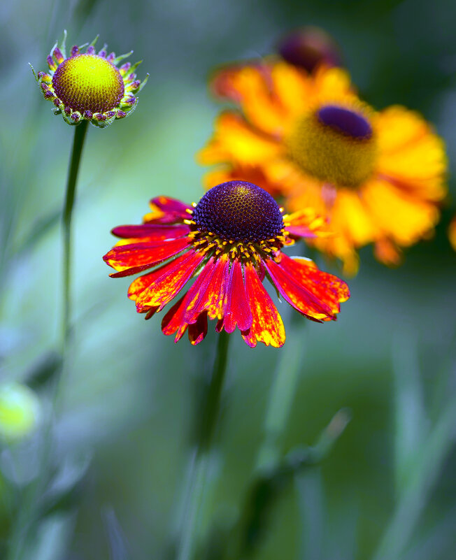 helenium - Zinovi Seniak