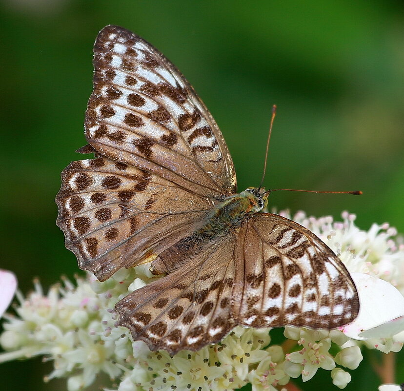 Большая лесная перламутровка ( Argynnis paphia ) - Andrey Bragin 