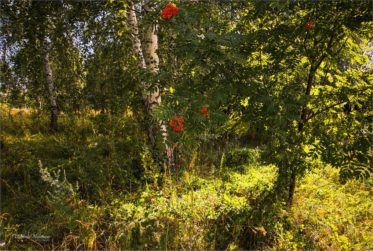 "Август: то березка, то-рябина"© Фоторабота. - Владимир Макаров
