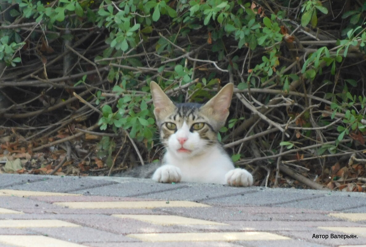 Котёнок. - Валерьян Запорожченко